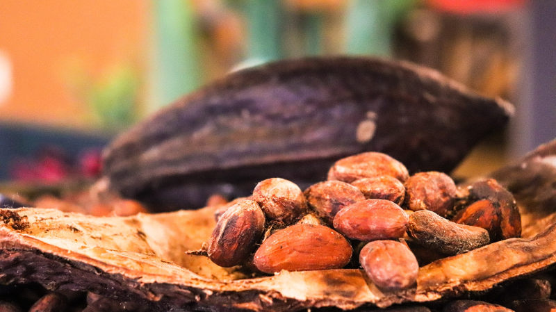 cocoa bean