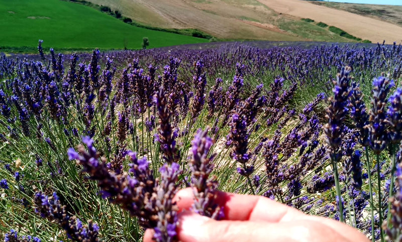 i campi di lavanda a Santa Luce in Toscana